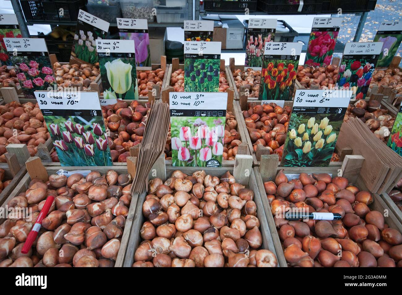 Tulip bulbs for sale at the flower market in Utrecht, Netherlands Stock