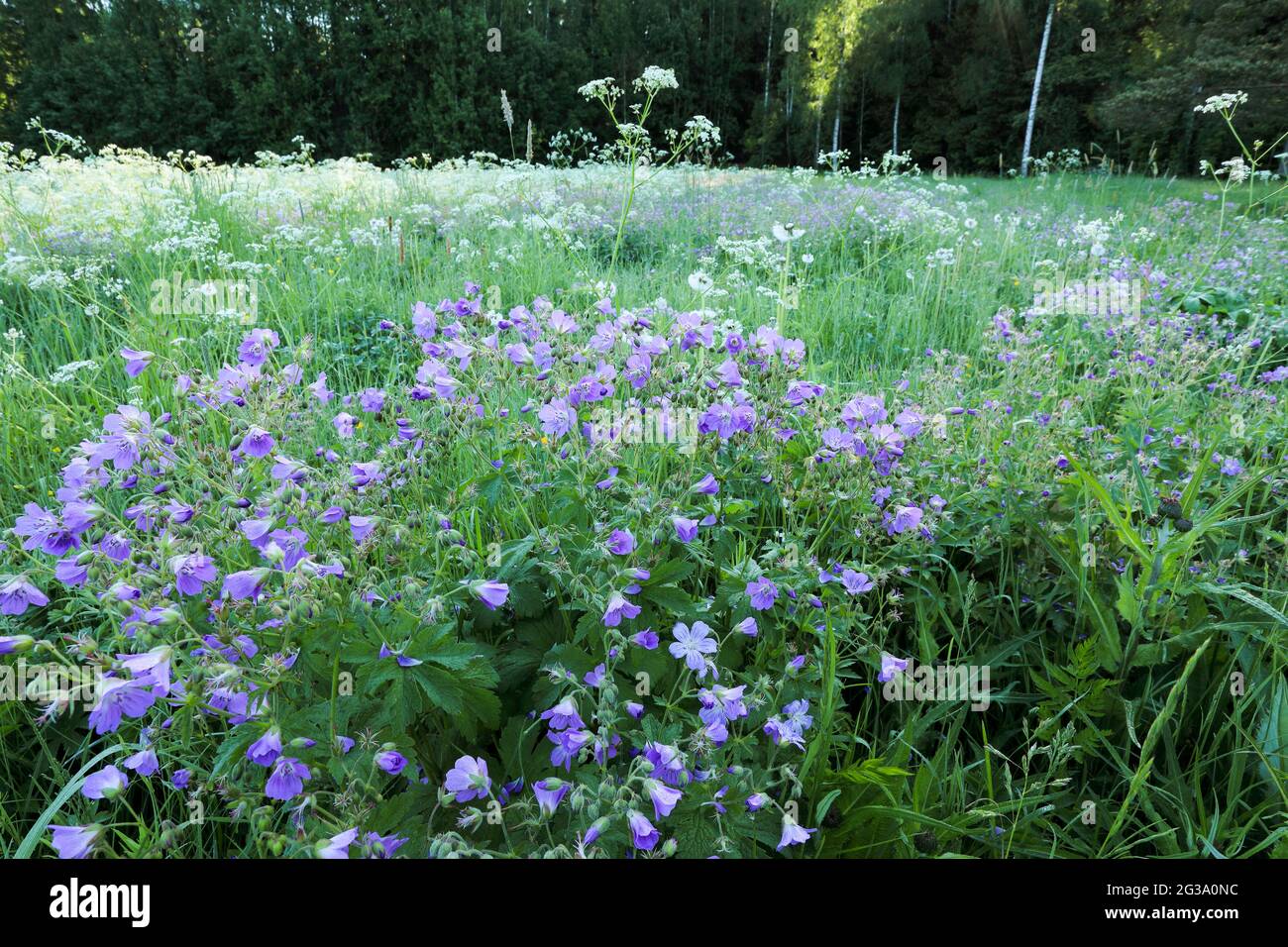 Woodland geranium (Geranium sylvaticum) Stock Photo
