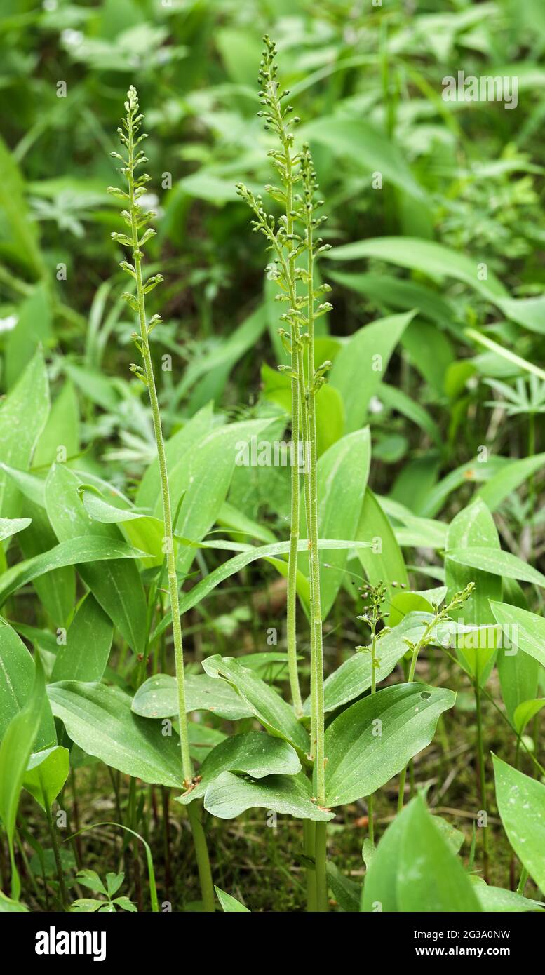 Common twayblade (Neottia ovata) Stock Photo