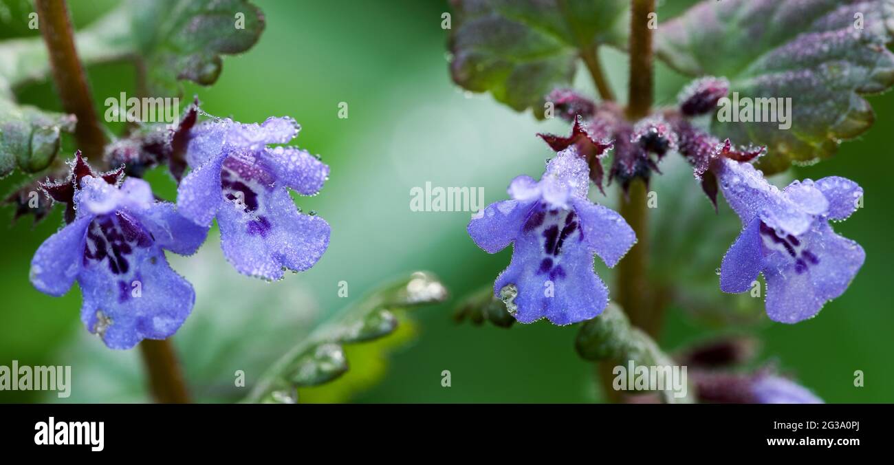 Creeping charlie (Glechoma hederacea) Stock Photo