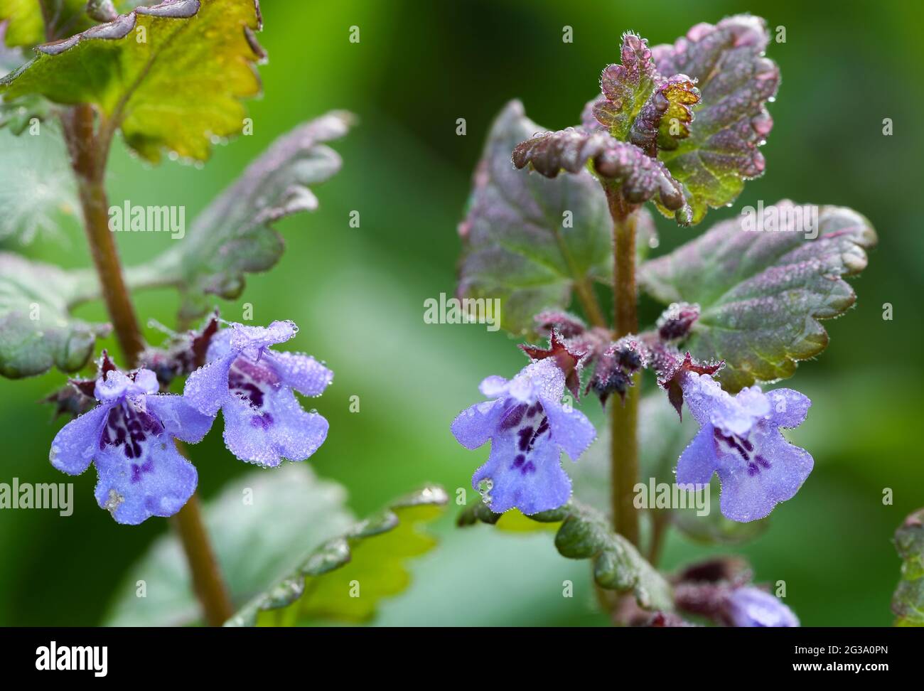 Creeping charlie (Glechoma hederacea) Stock Photo