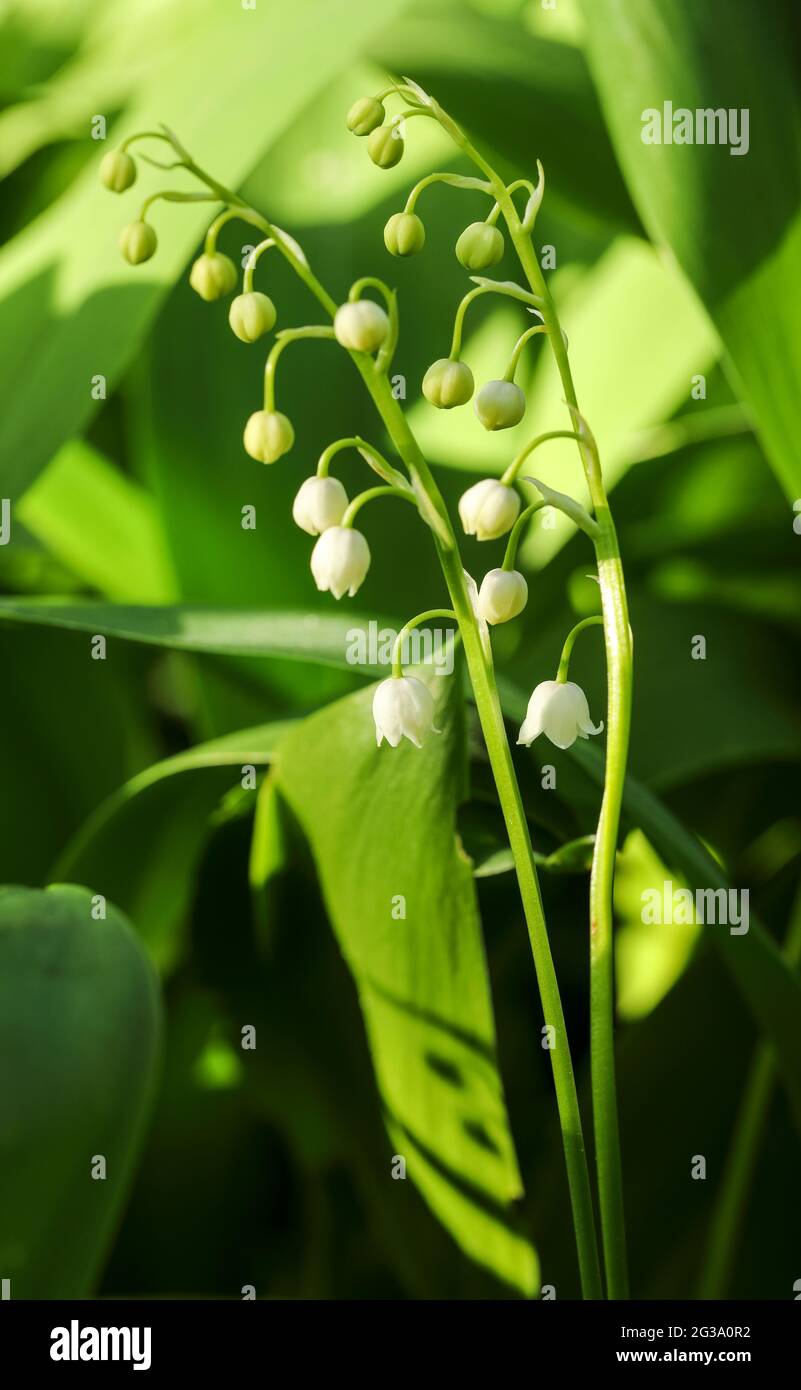 Lily of the valley (Convallaria majalis) Stock Photo