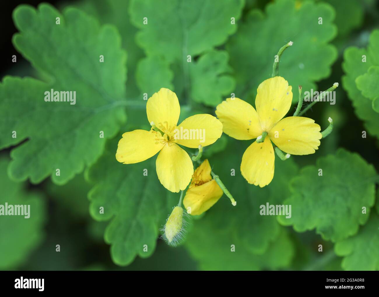 Tetterwort (Chelidonium majus) Stock Photo