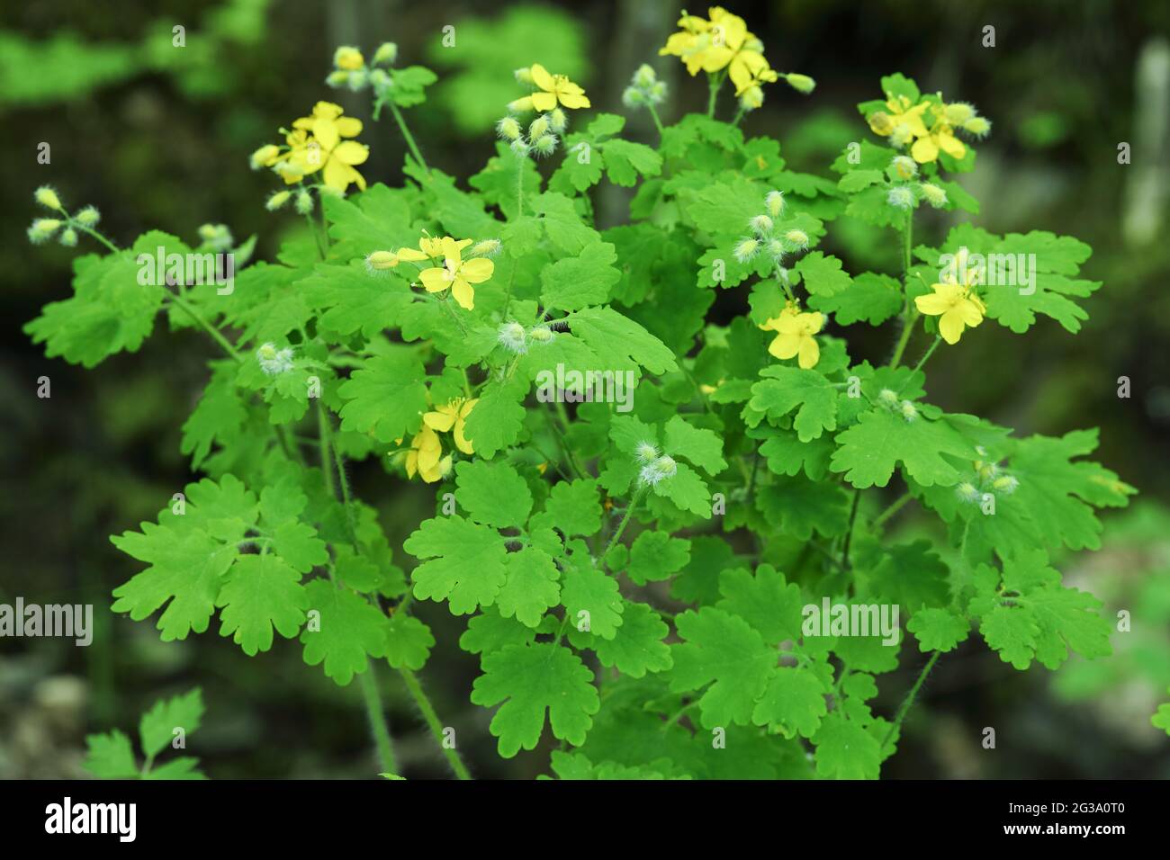 Tetterwort (Chelidonium majus) Stock Photo