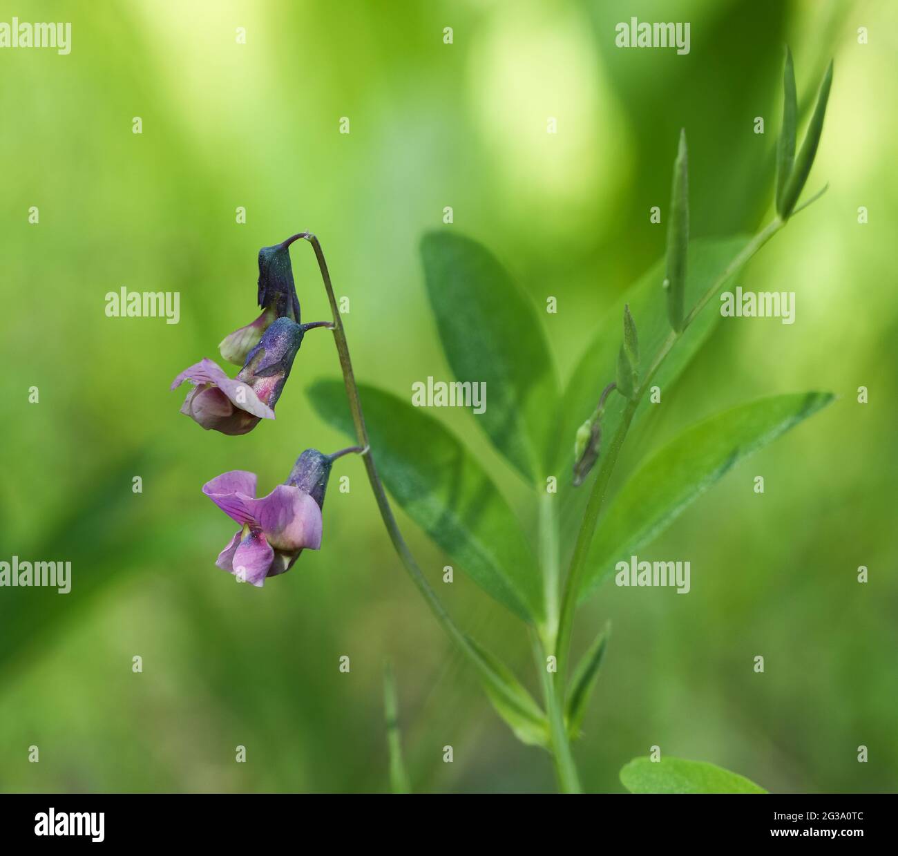 Heath pea (Lathyrus linifolius) Stock Photo