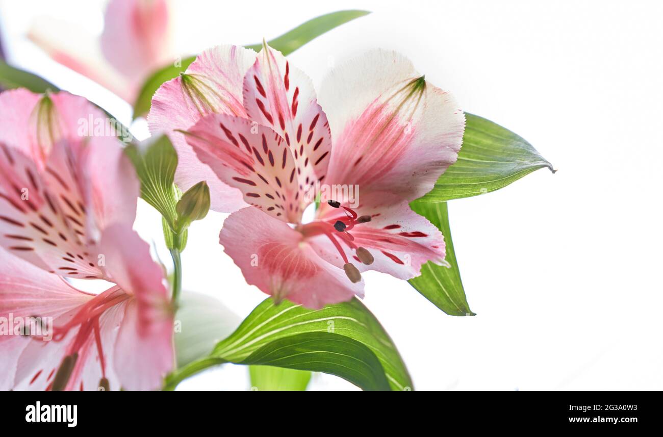 Close up Alstroemeria fresh flower on a white isolated background. High quality photo Stock Photo