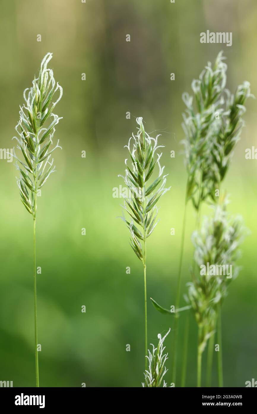 Sweet vernal grass (Anthoxanthum odoratum) Stock Photo