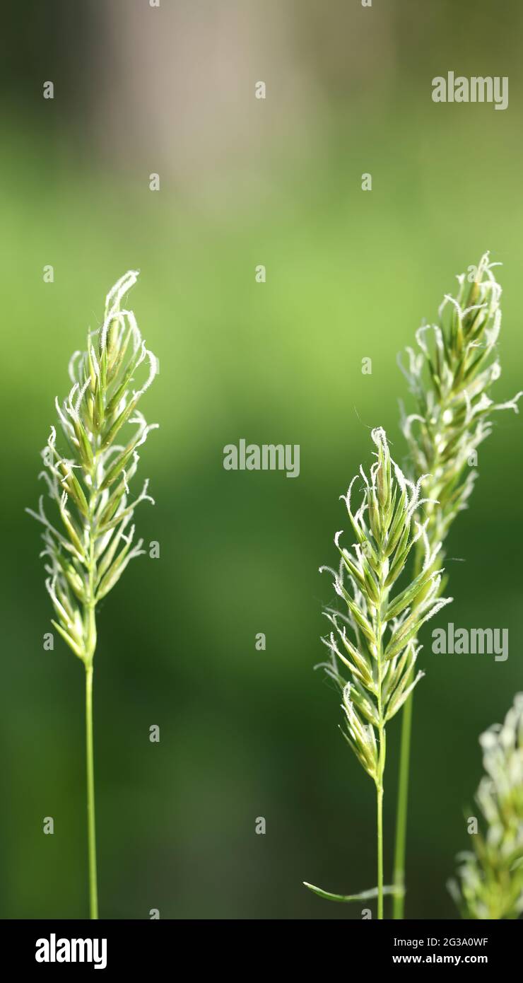 Sweet vernal grass (Anthoxanthum odoratum) Stock Photo