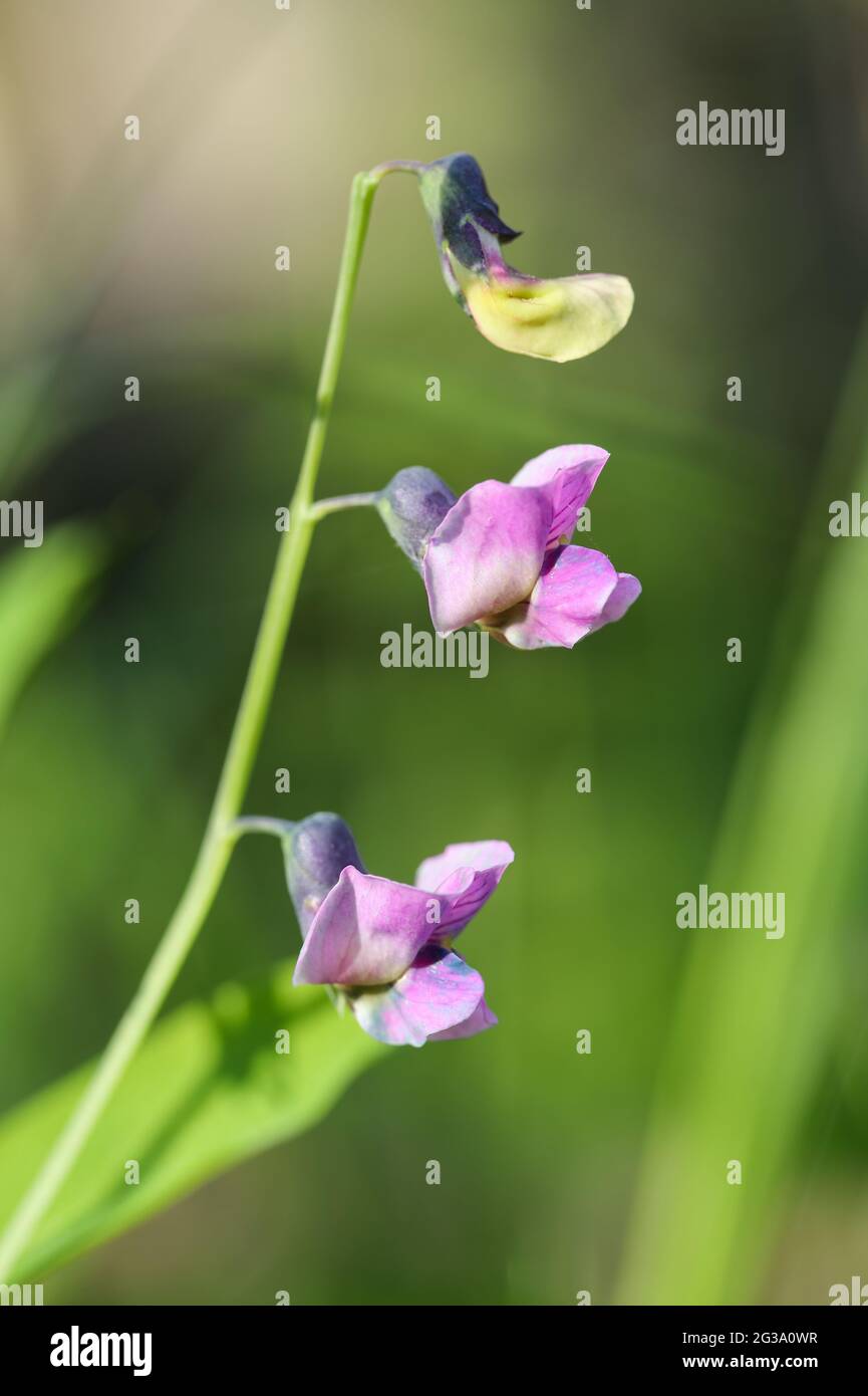 Heath pea (Lathyrus linifolius) Stock Photo