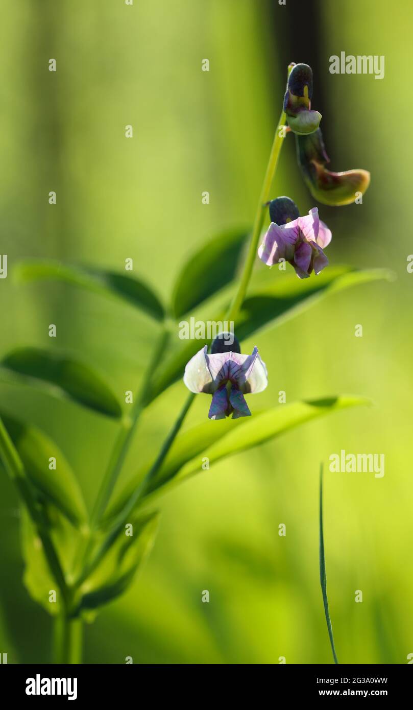 Heath pea (Lathyrus linifolius) Stock Photo