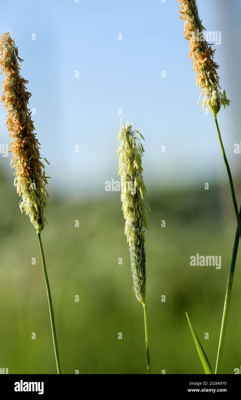 Field meadow foxtail (Alopecurus pratensis) Stock Photo