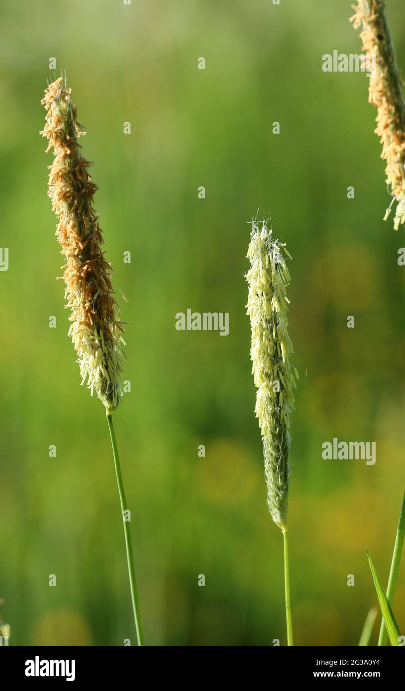 Field meadow foxtail (Alopecurus pratensis) Stock Photo