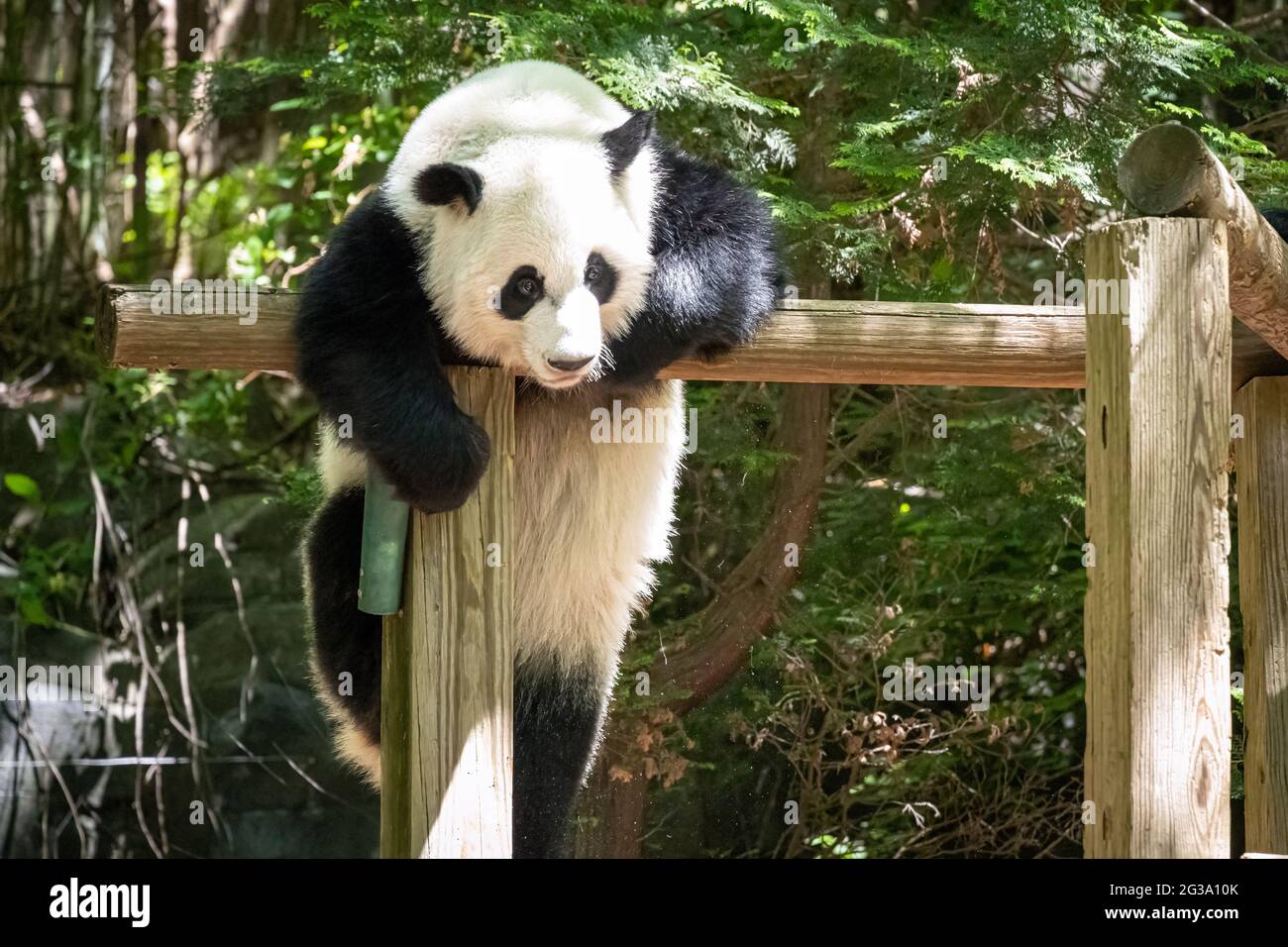 Giant panda bear (Ailuropoda melanoleuca) climbing at Zoo Atlanta in