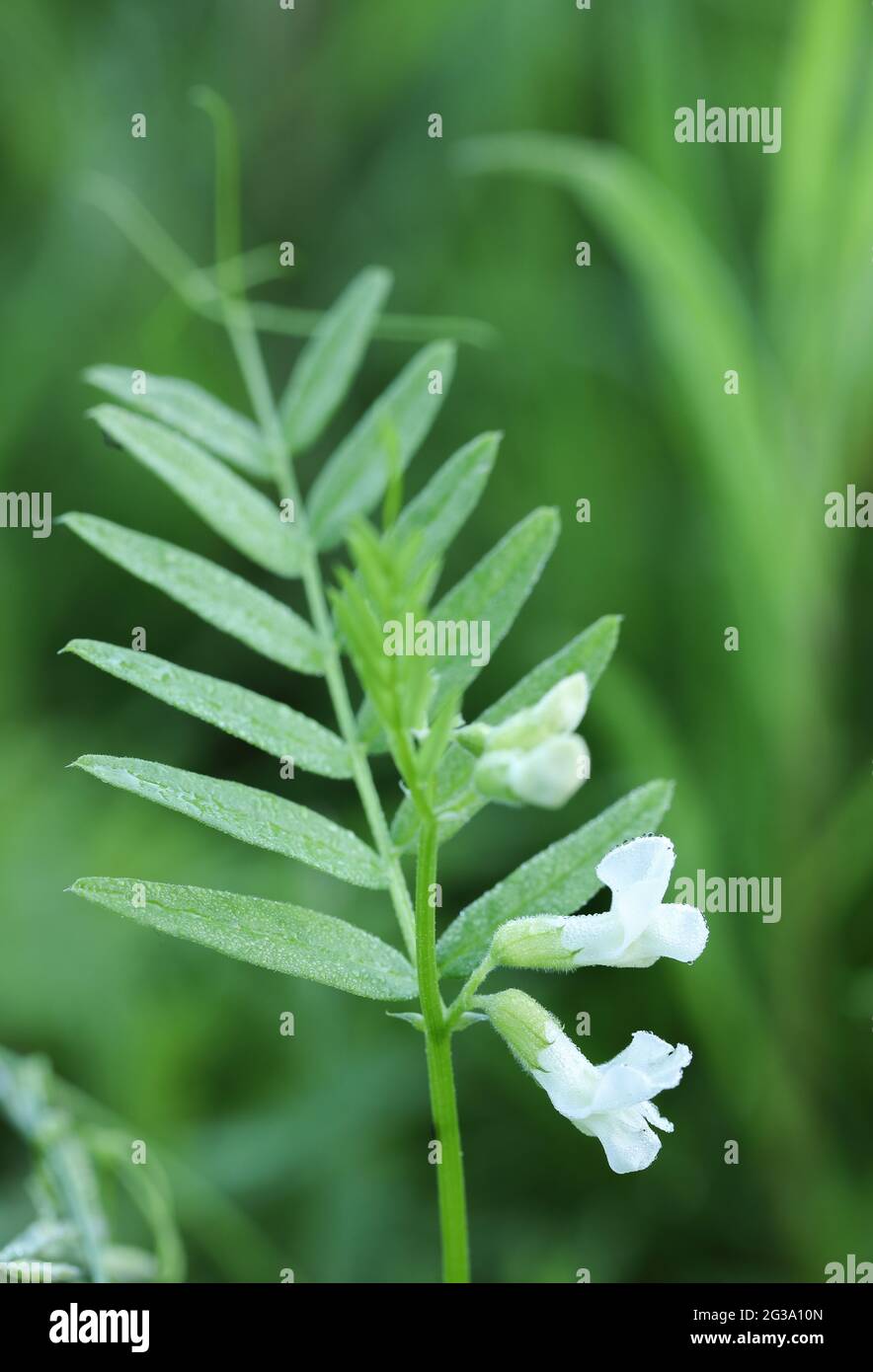 Bush vetch (Vicia sepium) Stock Photo