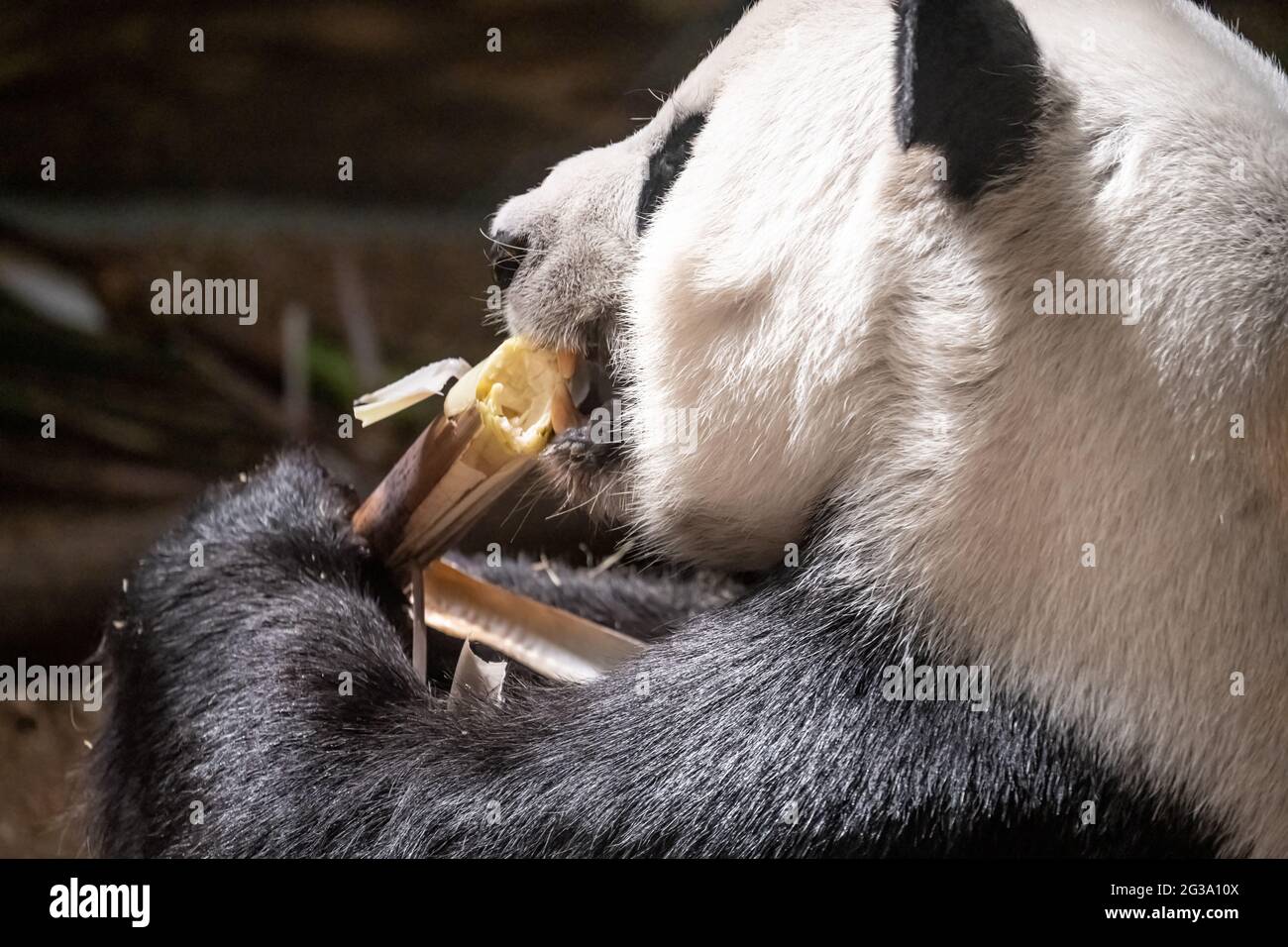 Giant panda (Ailuropoda melanoleuca) eating bamboo at Zoo Atlanta in Atlanta, Georgia. (USA) Stock Photo