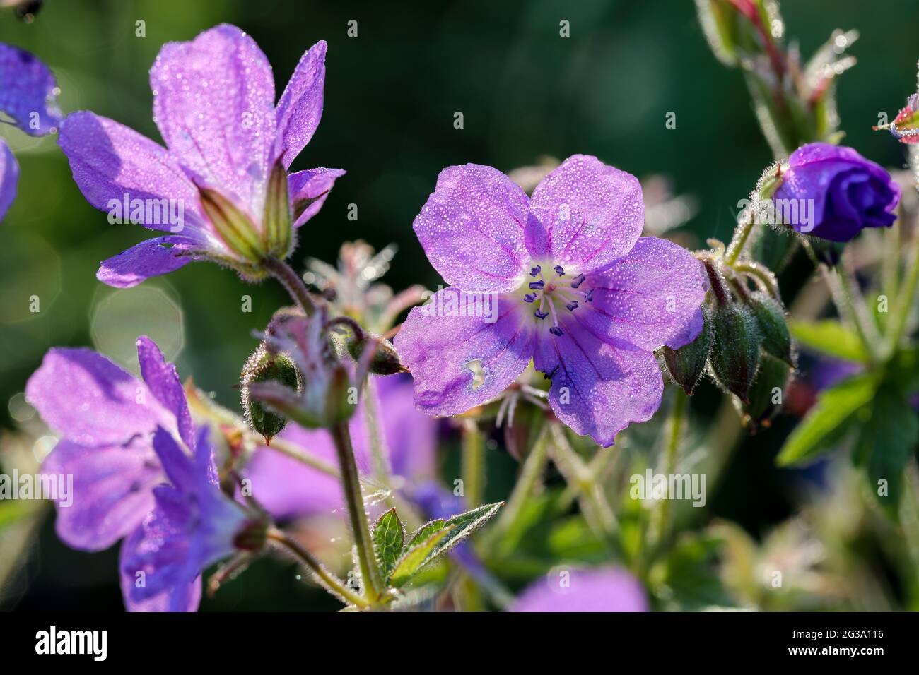 Woodland geranium (Geranium sylvaticum) Stock Photo