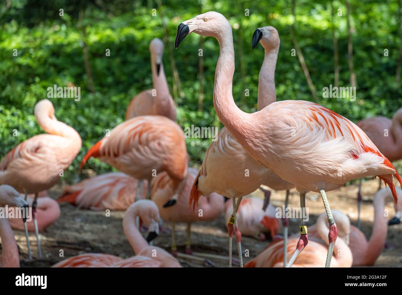 Chilean flamingos (Phoenicopterus chilensis) at Zoo Atlanta in Atlanta, Georgia. (USA) Stock Photo