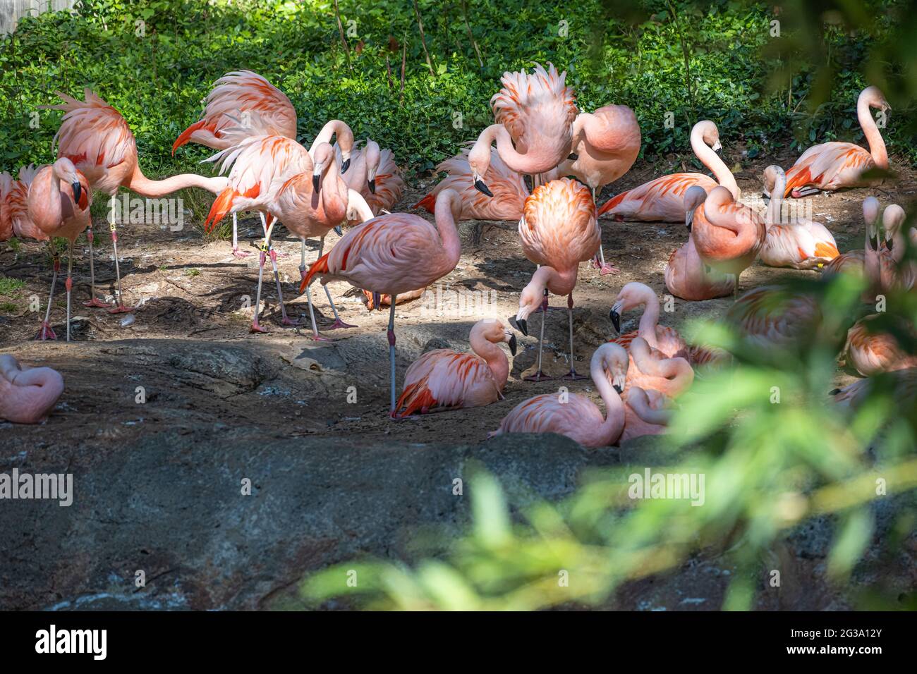 Chilean flamingos (Phoenicopterus chilensis) at Zoo Atlanta in Atlanta, Georgia. (USA) Stock Photo