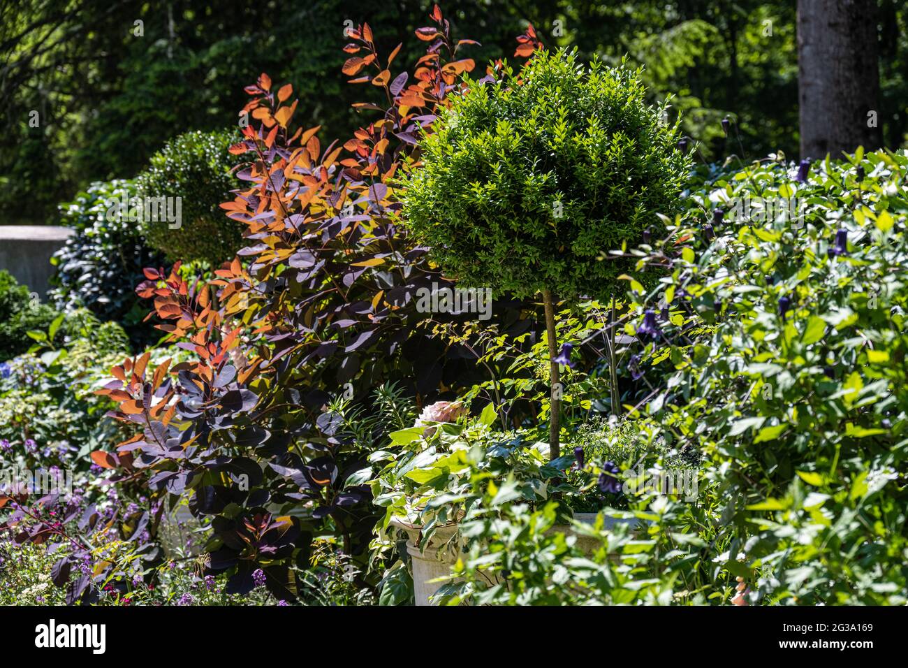 Plants in Olguita's Garden at the Atlanta History Center in Buckhead
