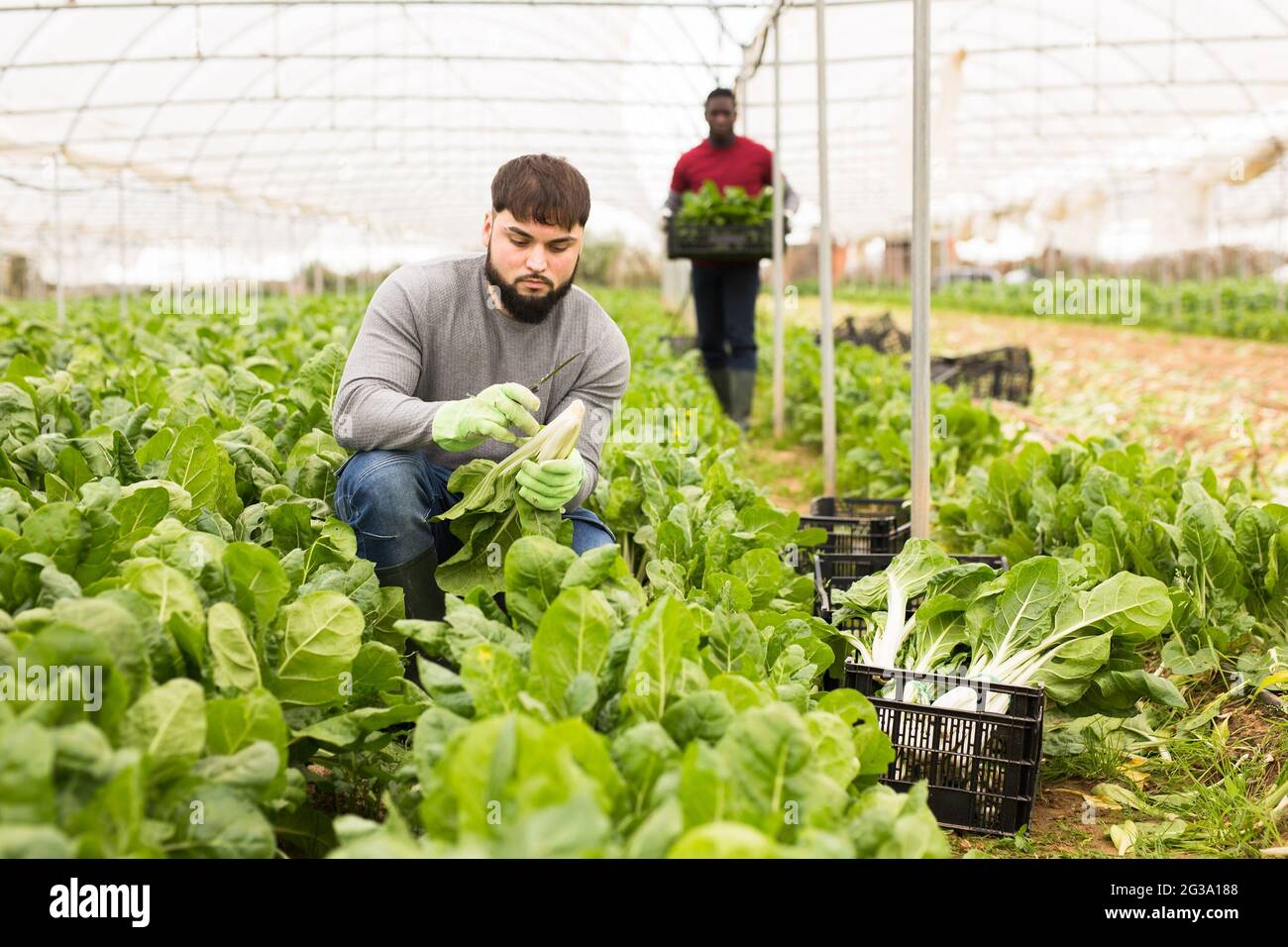 Young worker cutting green chard on farm plantation Stock Photo - Alamy