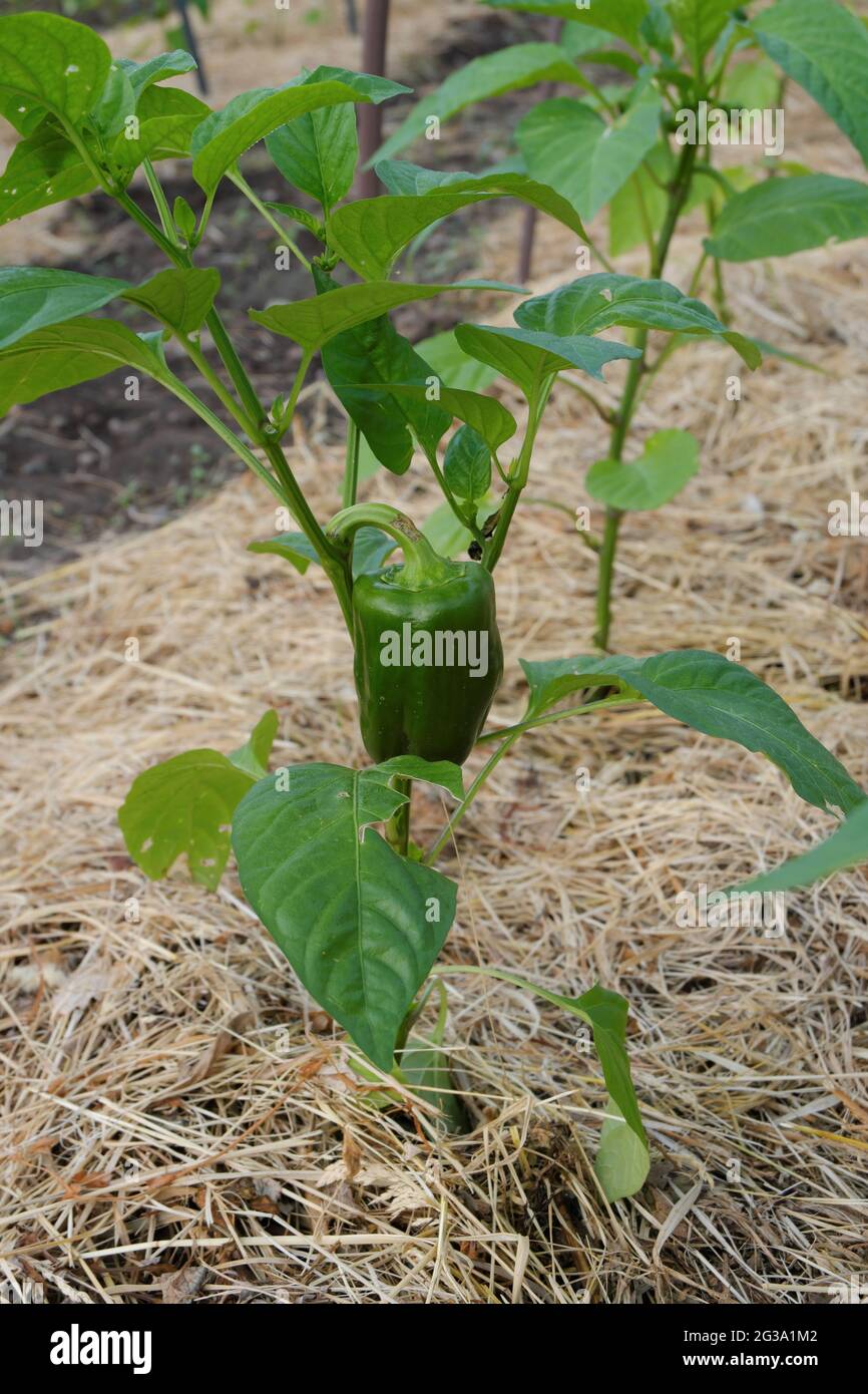 Green pepper garden hi-res stock photography and images - Alamy