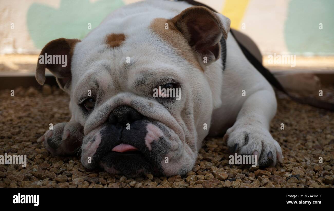 Sleepy English Bulldog puppy. Emotional dog face close up. Beautiful thoroughbred pet Stock Photo