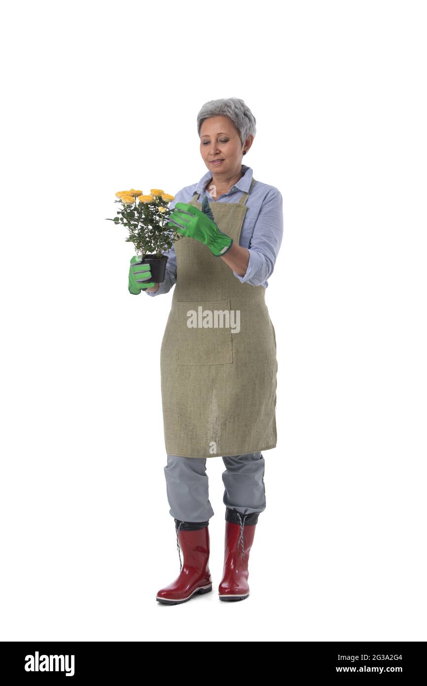 Gardening. Mature woman gardener worker with flowers in pot isolated on ...