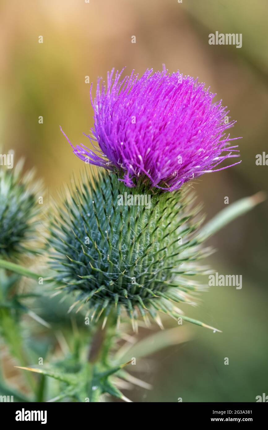 close up of a blossom of a thistle Stock Photo