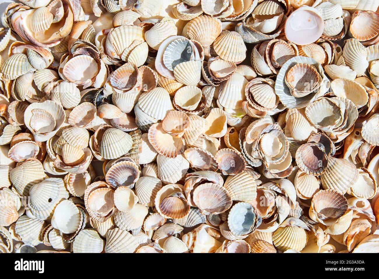 Summer background pattern from seashells. Close-up, top view. Stock Photo