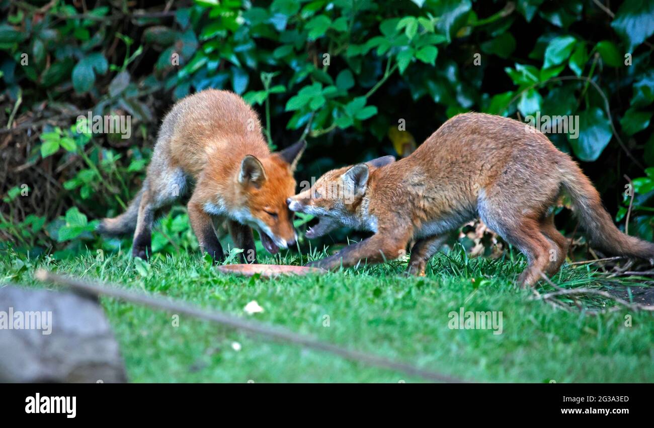 Urban fox cubs playing and exploring the garden Stock Photo