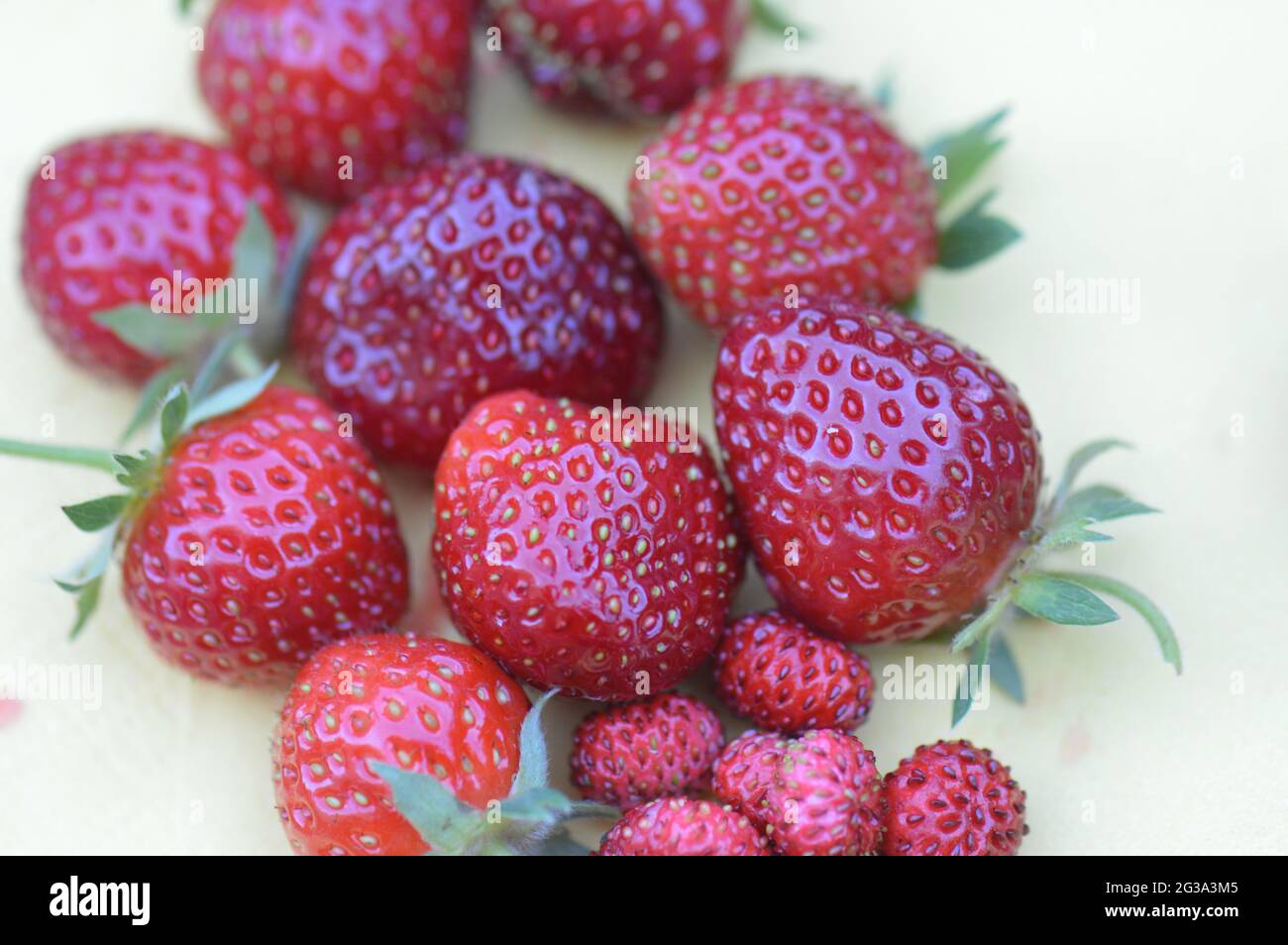 Erdbeere - verschiedene Sorten herrlicher roter frisch gepflückter Früchte aus dem eigenen Garten in Nahaufnahme auf gelber Serviette Stock Photo
