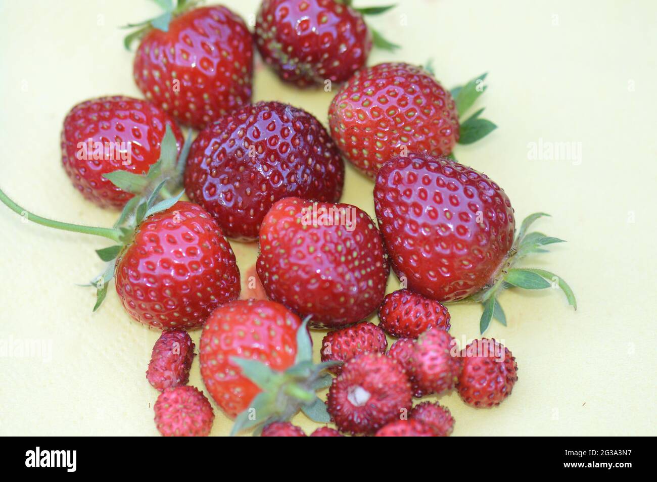 Erdbeere - verschiedene Sorten herrlicher roter frisch gepflückter Früchte aus dem eigenen Garten in Nahaufnahme auf gelber Serviette Stock Photo
