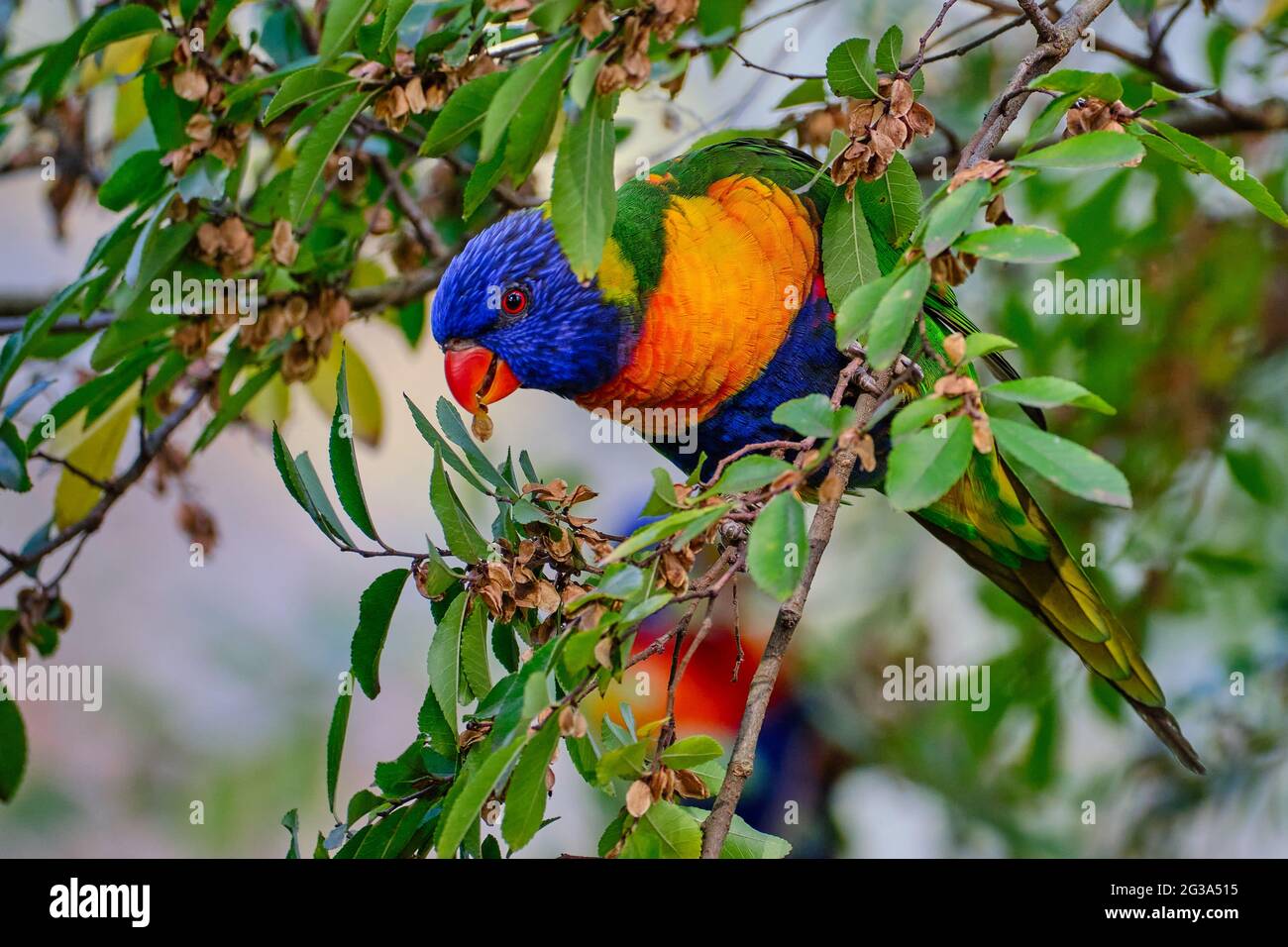 Lorikeet Eats Stock Photo