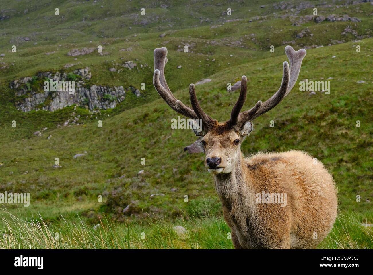 One Stag Stock Photo