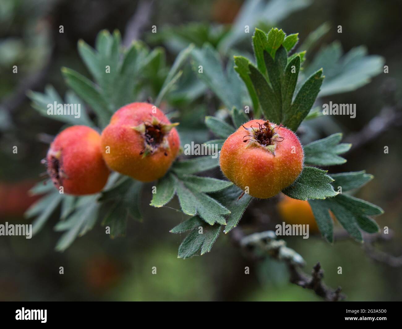 Tansy-leaved Thorn Berries Stock Photo