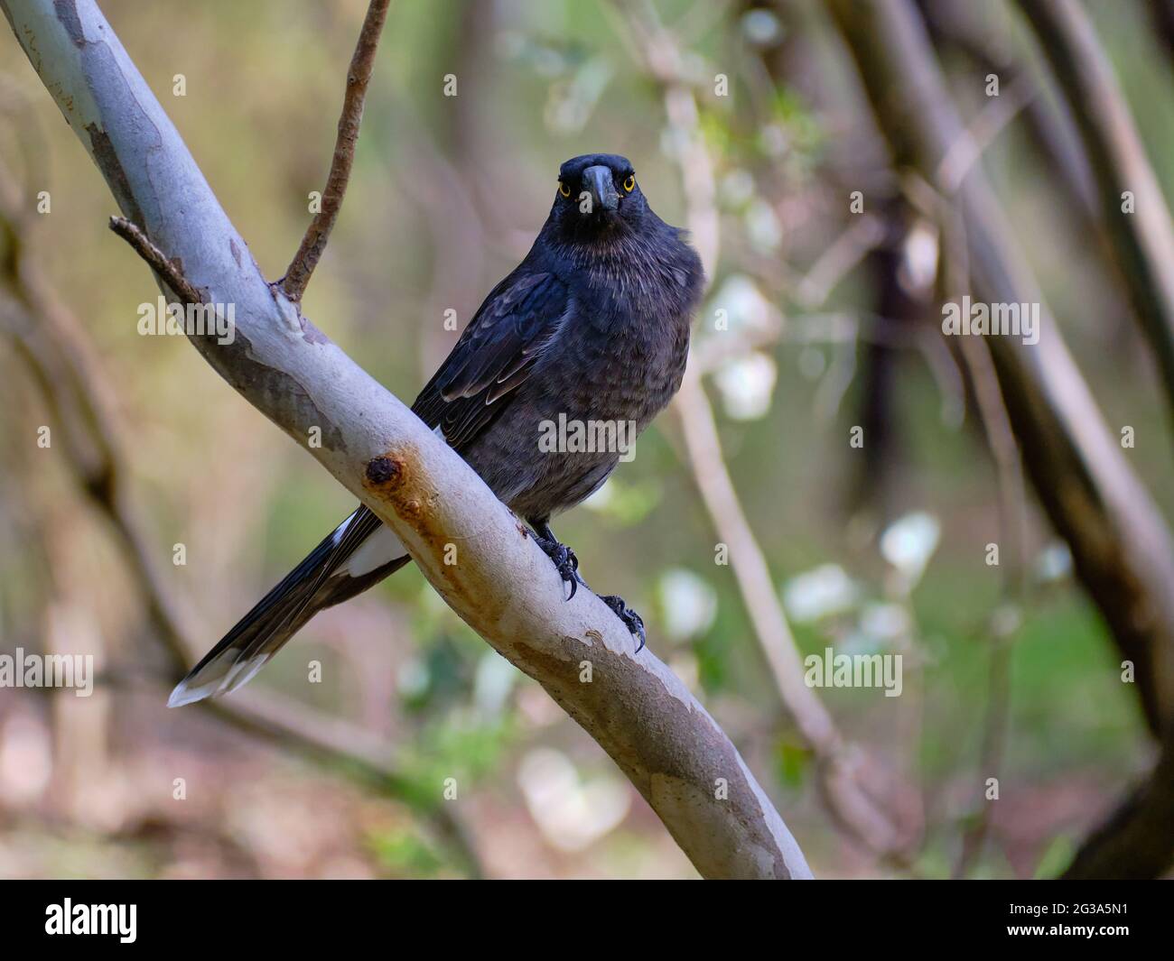 The Currawong Stare Stock Photo