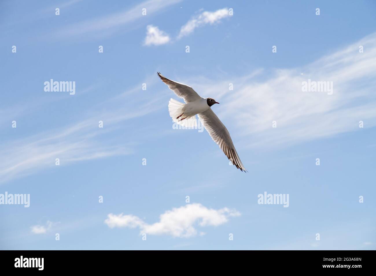 Seagull in flight in blue cloudy sky Stock Photo - Alamy