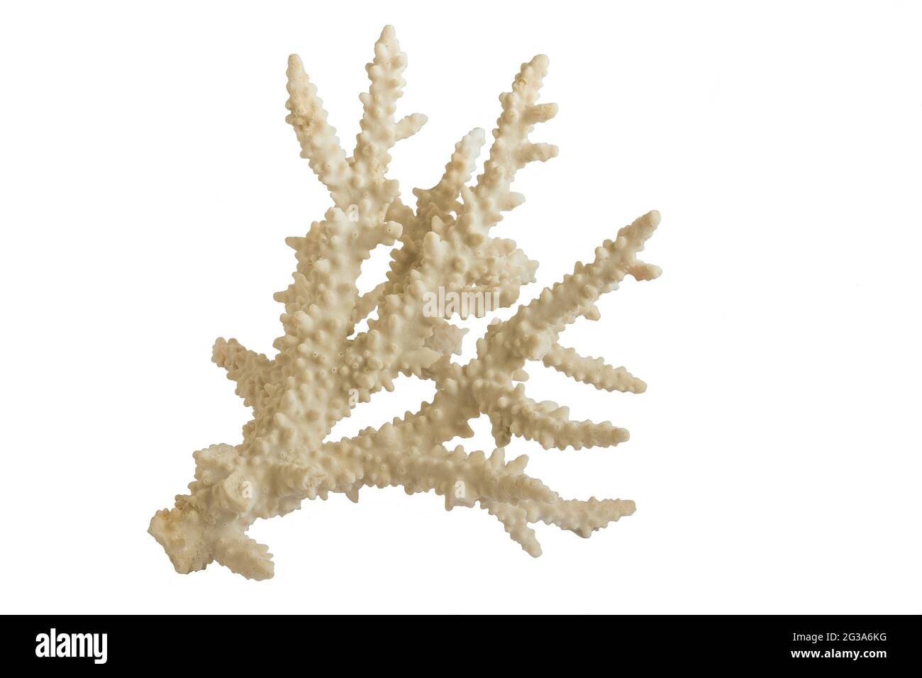 White large branchy sea coral on a white background for not in water