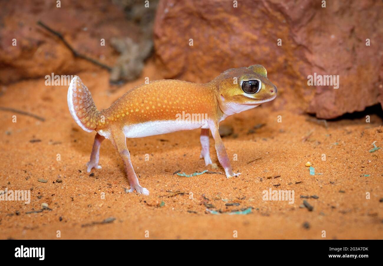 Knob Tailed Gecko nephrurus Levis Hi res Stock Photography And Images Knob Tailed Gecko nephrurus Levis Hi res Stock Photography And Images