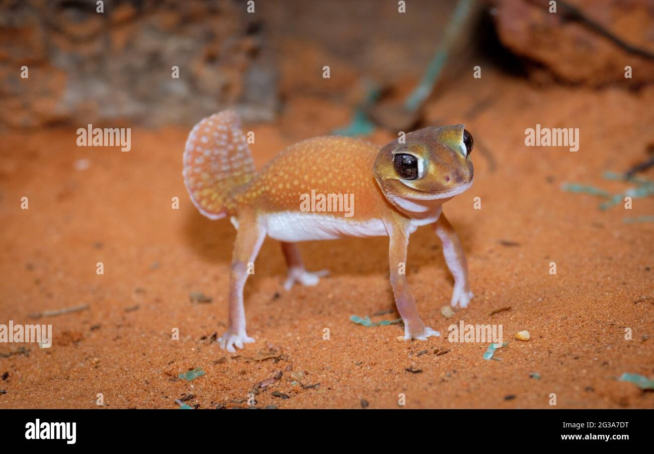 At Geckoes Wildlife - Smooth knob-tailed gecko Stock Photo