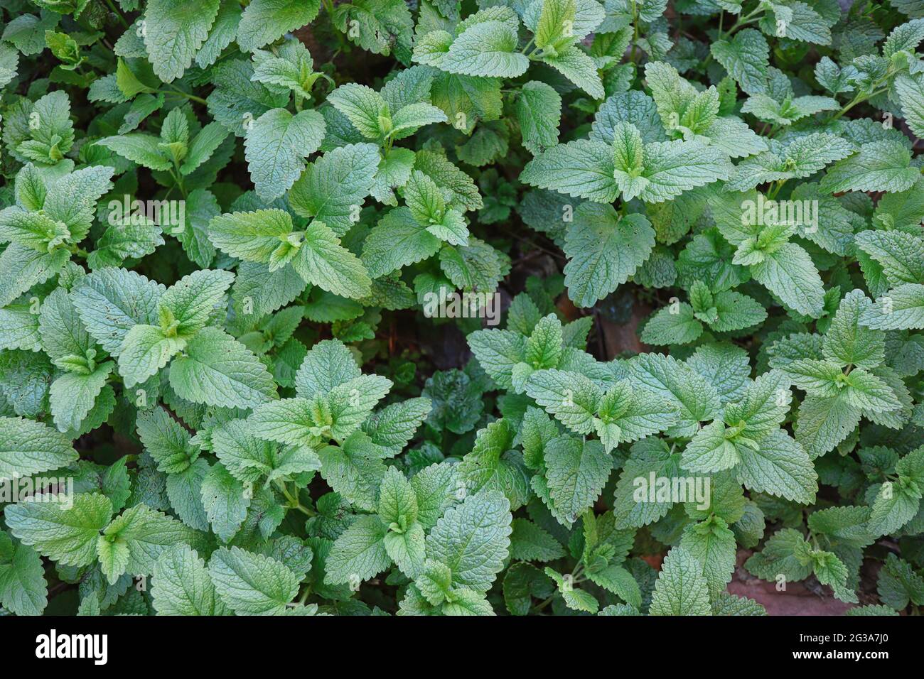 Top-Down of Green Lemon Balm Plant. Melissa Officinalis is a Perennial Herbaceous Plant in the Mint Family Lamiaceae. Stock Photo