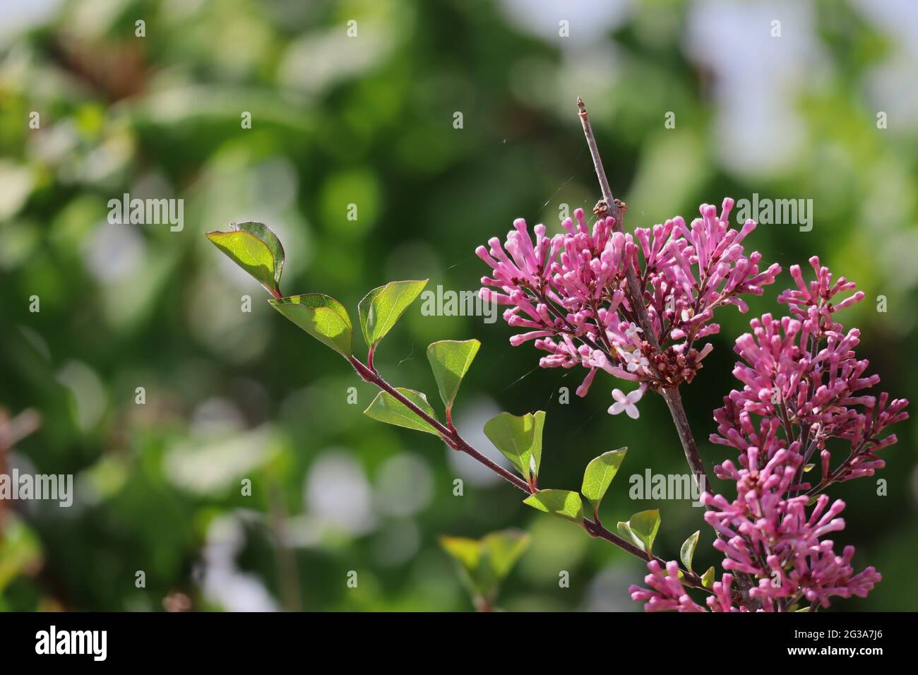 Colorful Shrub of Syringa Vulgaris in the Garden. Pink Common Lilac with Natural Background during Spring. Stock Photo