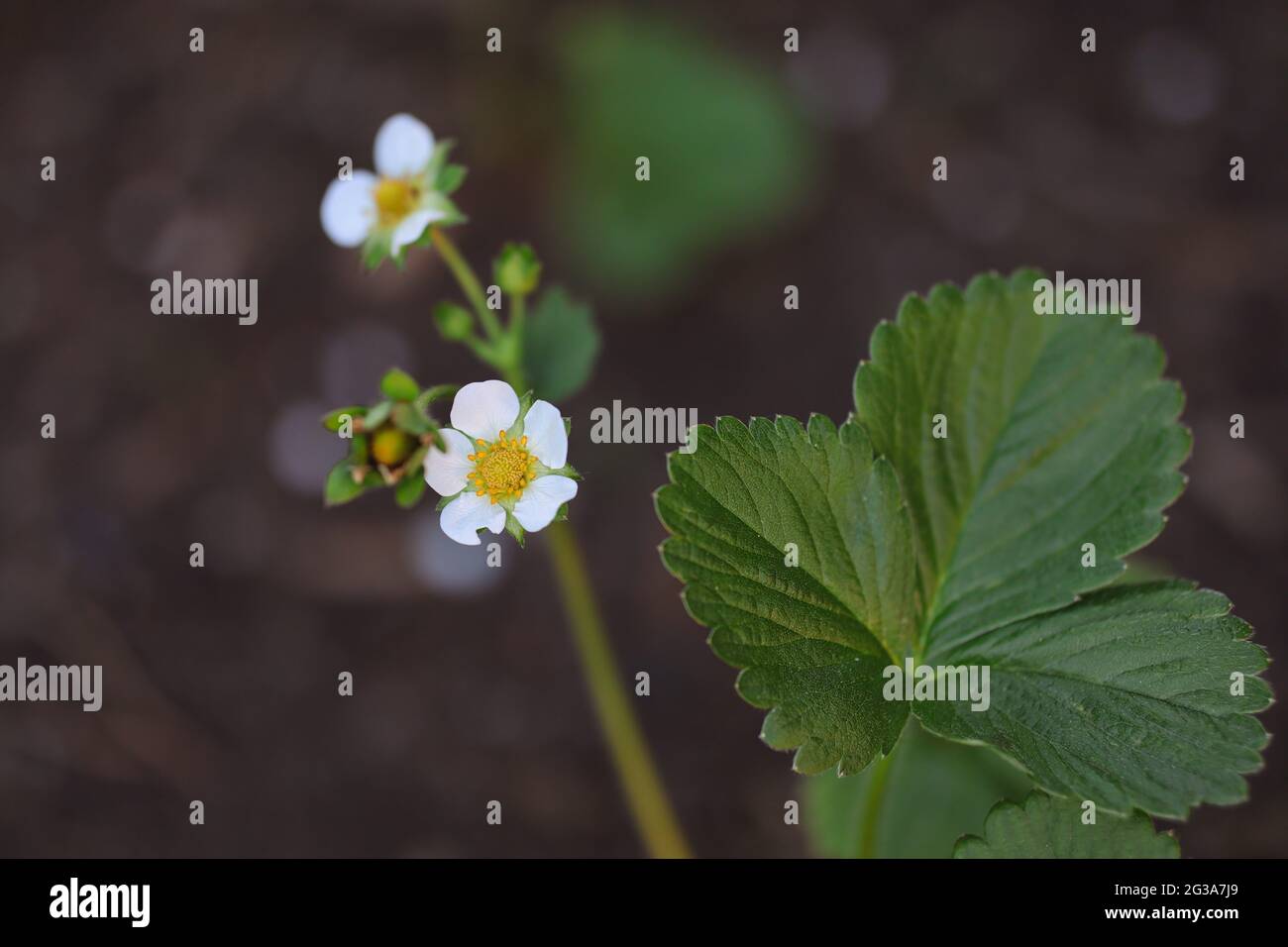Fragaria x Ananassa in Bloom. White Flower of Garden Strawberry with Green Leaf. Growing Fruit Plant during Spring. Stock Photo