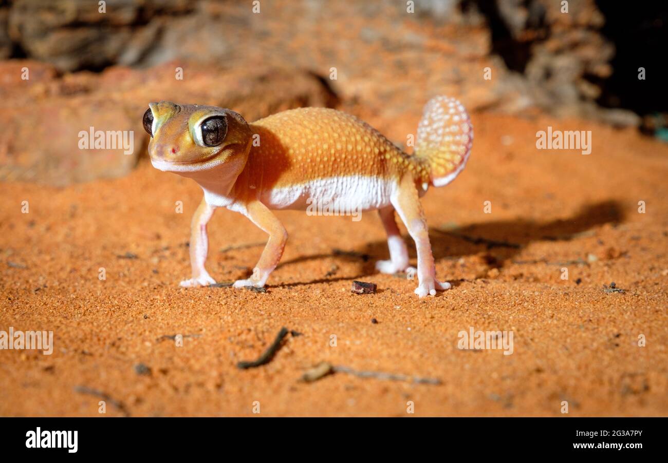 At Geckoes Wildlife - Smooth knob-tailed gecko Stock Photo