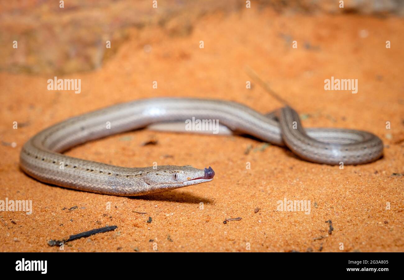 At Geckoes Wildlife - Burtons Legless lizard Stock Photo - Alamy