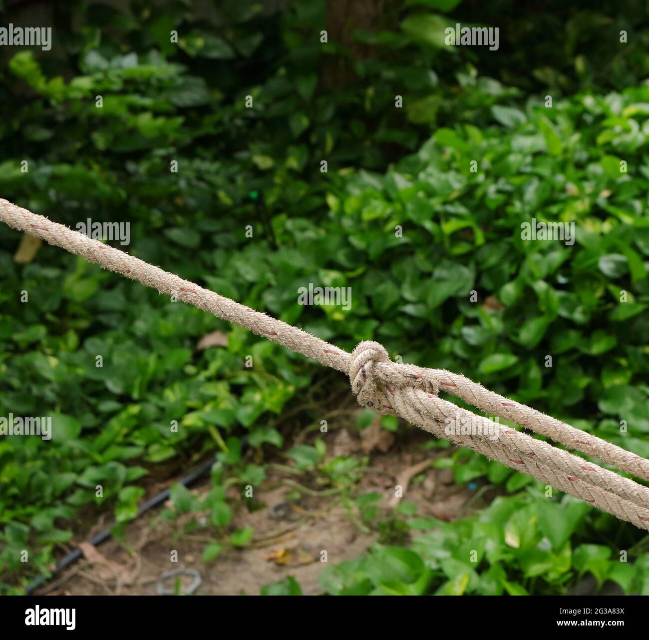 Closeup rope tied in knot in slant position in garden Stock Photo