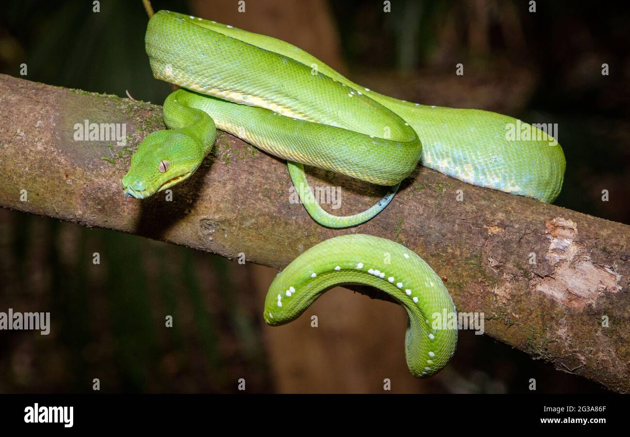 At Geckoes Wildlife - Green Tree Python Stock Photo - Alamy