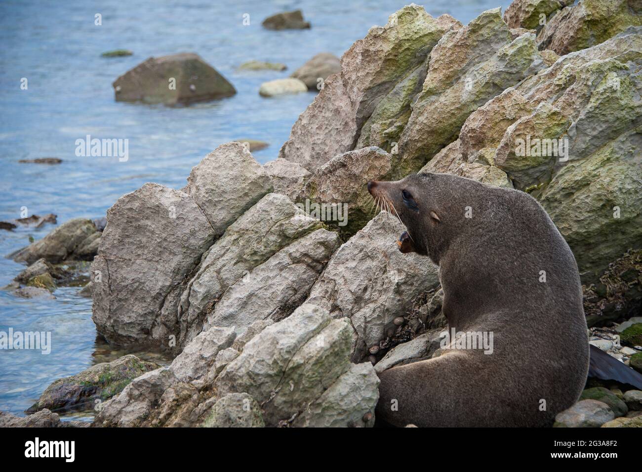 Australasian fur seal (Arctocephalus forsteri)  sunning on rocks, Kaikoura, New Zealand Stock Photo