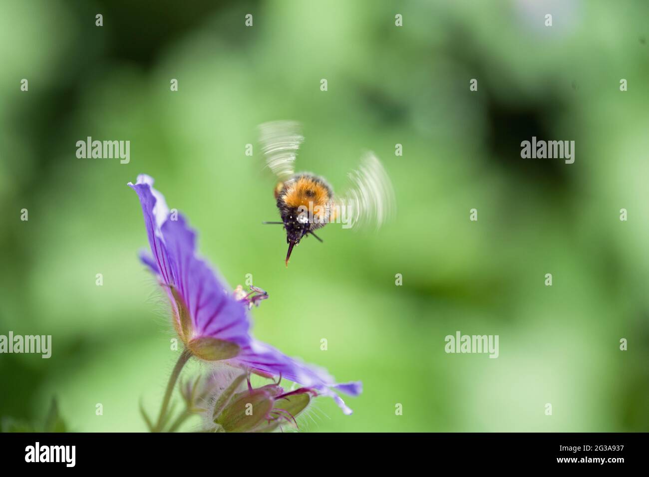 Bumble Bee flying in to a blue geranium flower on a sunny June day Stock Photo