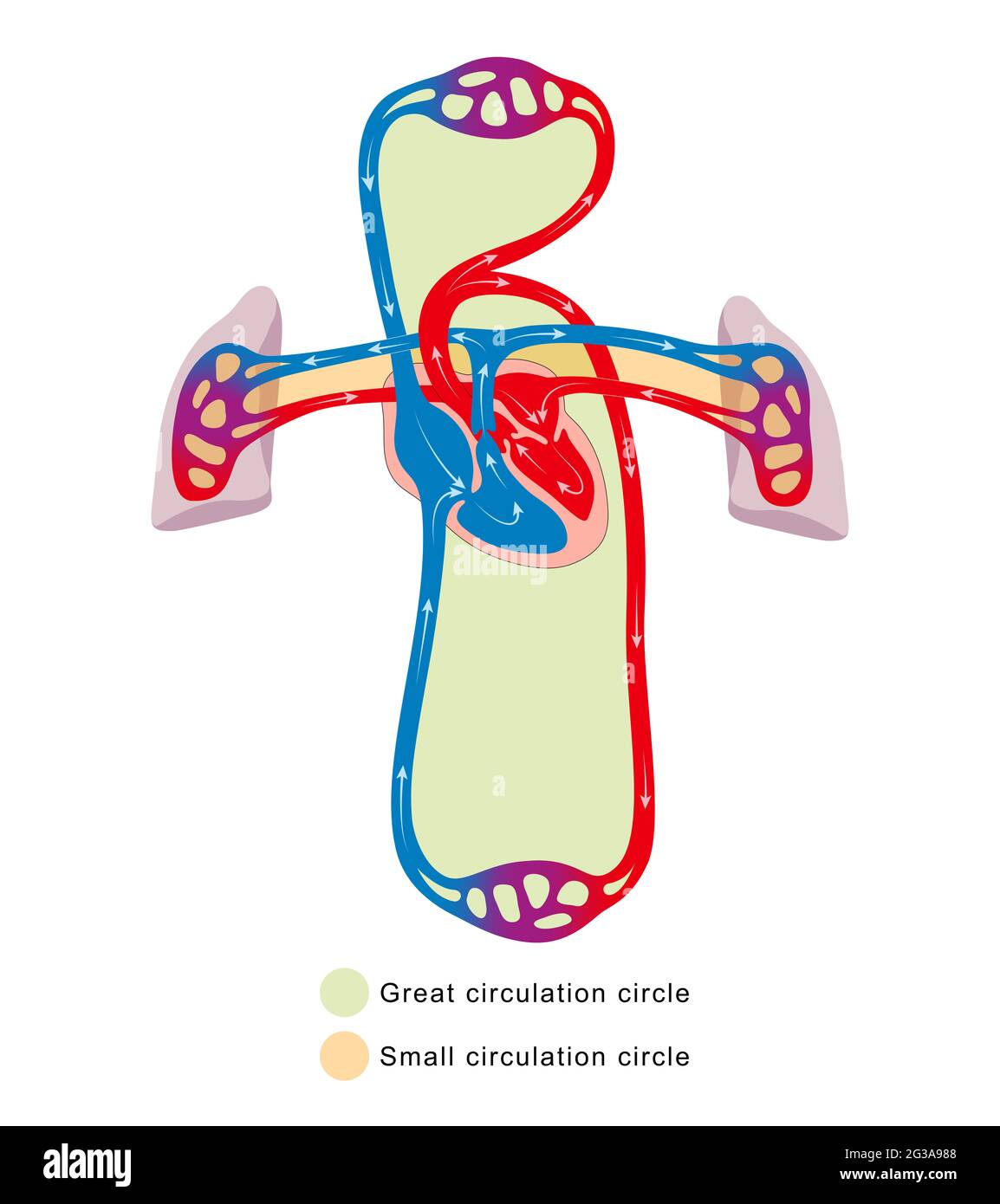 Small artery disease heart hi-res stock photography and images - Alamy